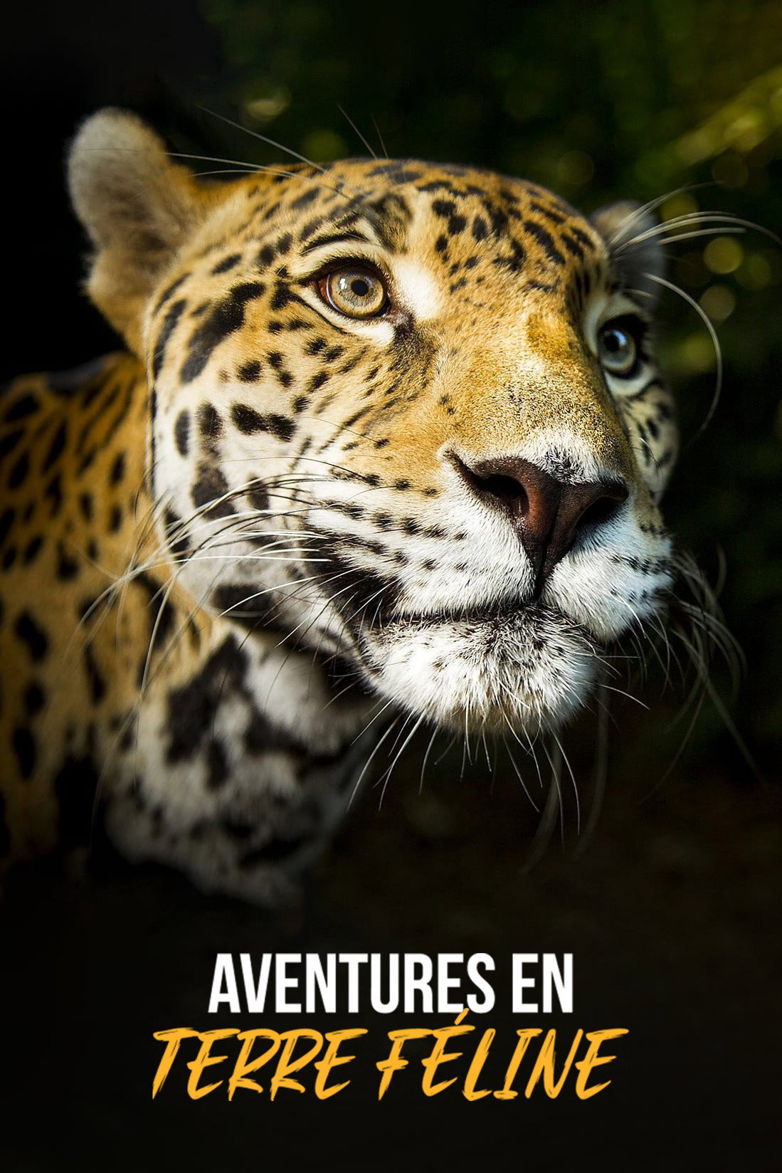 Aventures en terre féline